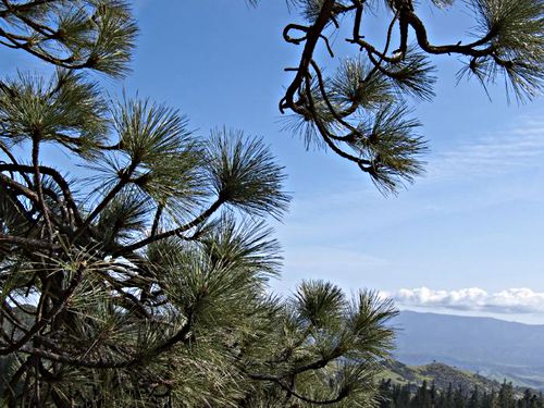 clouds mountain branches plant pine