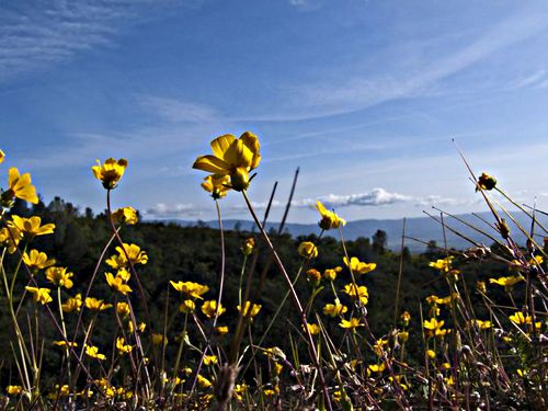 field clouds flower plant coreopsis