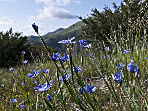 field flower plant sisyrinchium (blue-eyed grass)