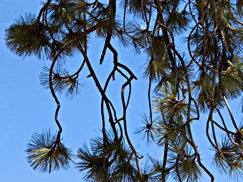 woods branches plant pine