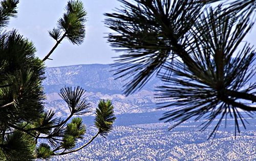 woods mountain desert branches plant pine