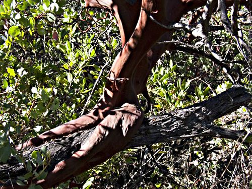 woods bark plant manzanita