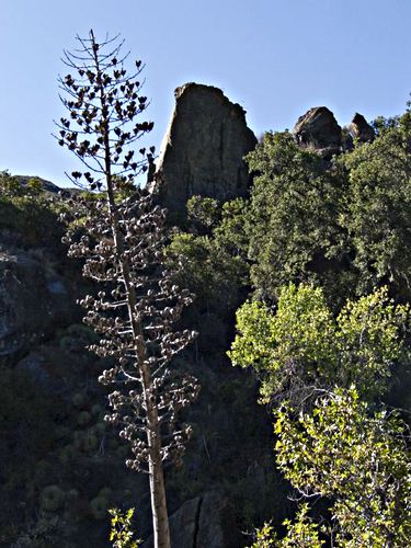 woods rock dry plant cactus yucca