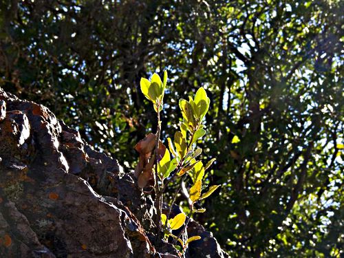 rock woods leaf plant toyon
