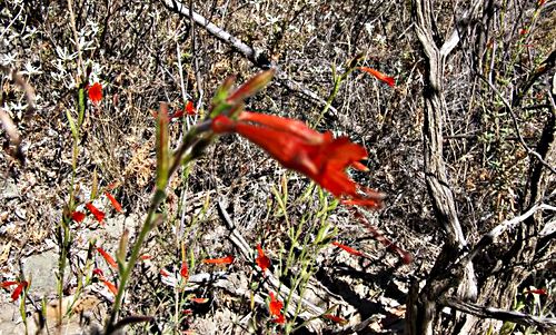 woods flower plant monkey flower