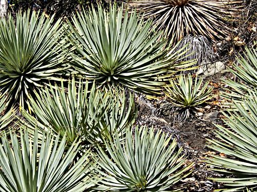 desert plant cactus yucca