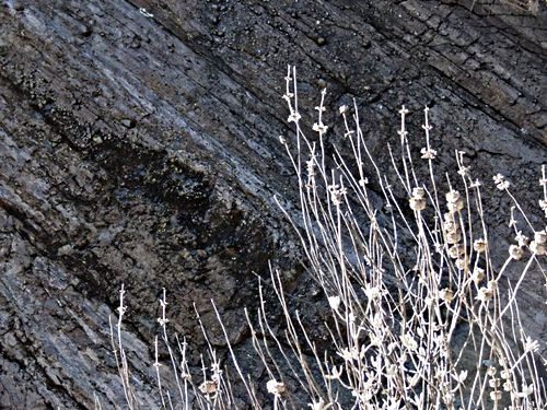 rock dry plant sage