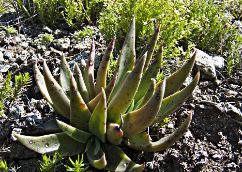 rock plant succulent plant dudleya