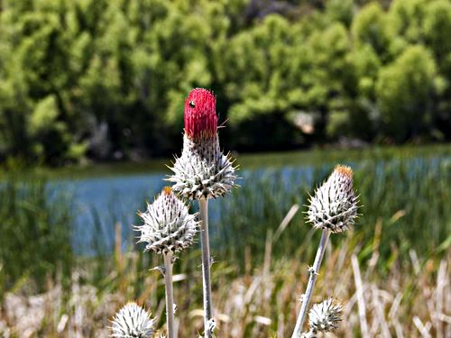 lake flower plant thistle