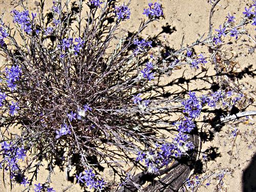 desert flower plant eriastrum (woolstar)