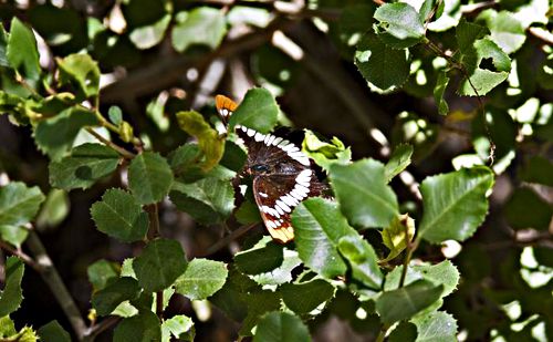 woods insect butterfly california sister