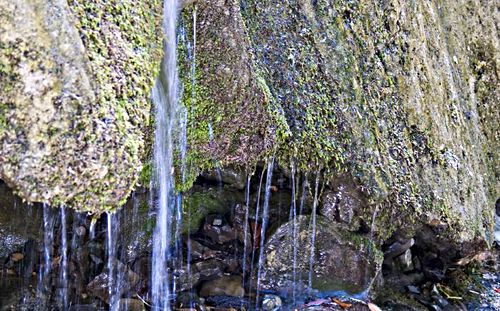 waterfall plant moss