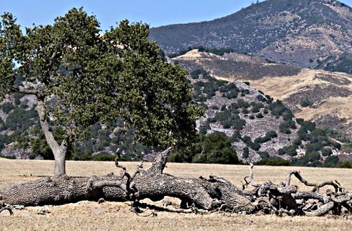 field mountain plant live oak