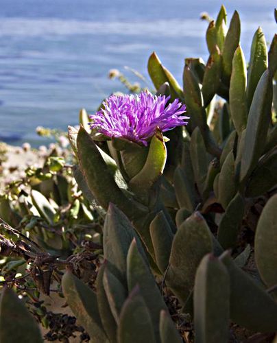 sea flower plant succulent ice plant