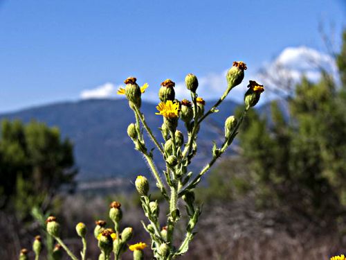 mountain field flower plant tarplant