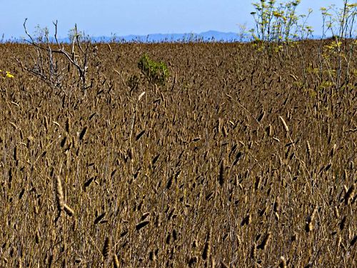 field plant grass