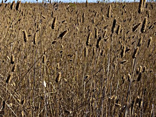 field plant grass