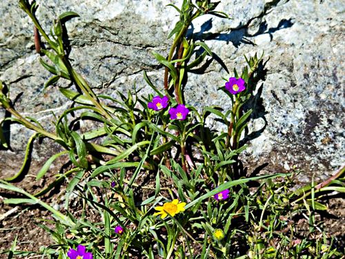  flower plant calandrinia (red maids) plant lasthenia (goldfields)