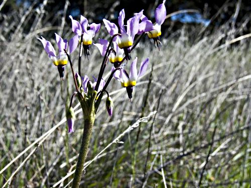  flower plant shooting star