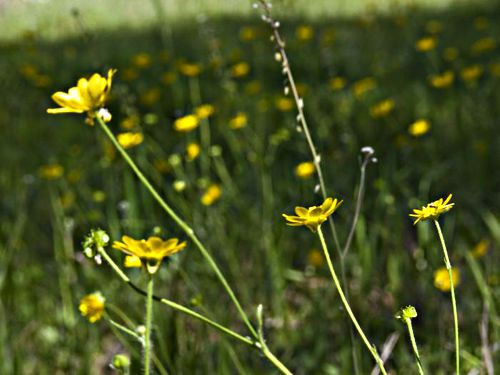  flower plant buttercup