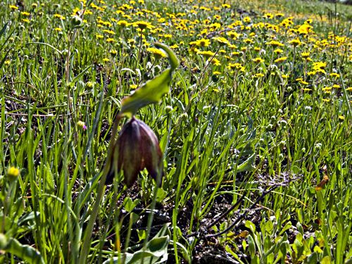  flower plant lasthenia (goldfields) plant lily chocolate lily (fritillaria)