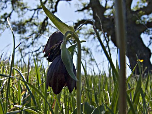  flower plant lily chocolate lily (fritillaria)