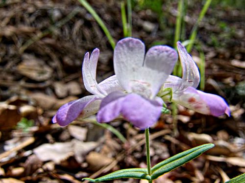 woods floor flower plant collinsia (chinese houses)