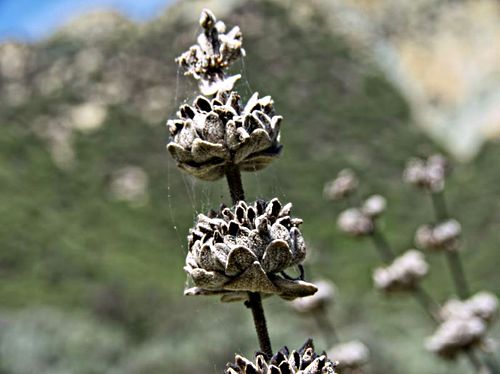 mountain dry plant sage