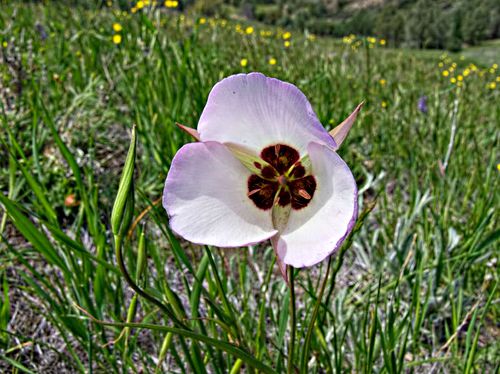field flower plant mariposa lily