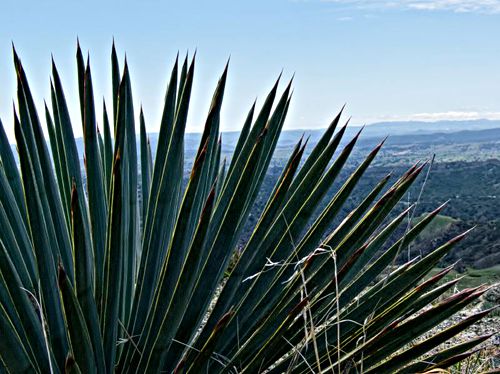 mountain leaf plant cactus yucca