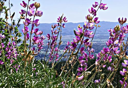 mountain flower plant lupine