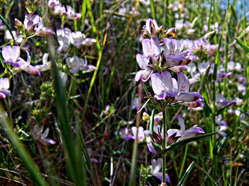 field flower plant collinsia (chinese houses)