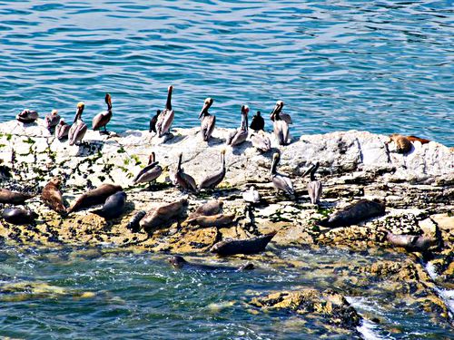 sea rock bird pelican animal seal