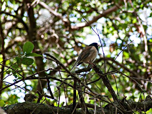 woods bird junco