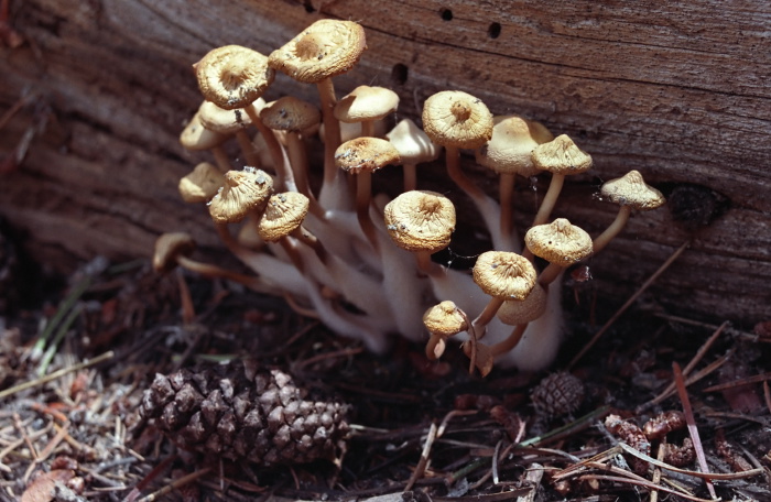 woods floor fungus