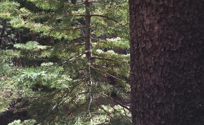 woods plant pine