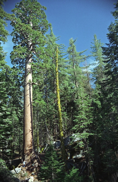 woods plant sequoia