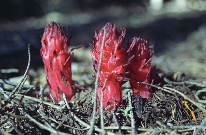 woods floor flower plant snow plant