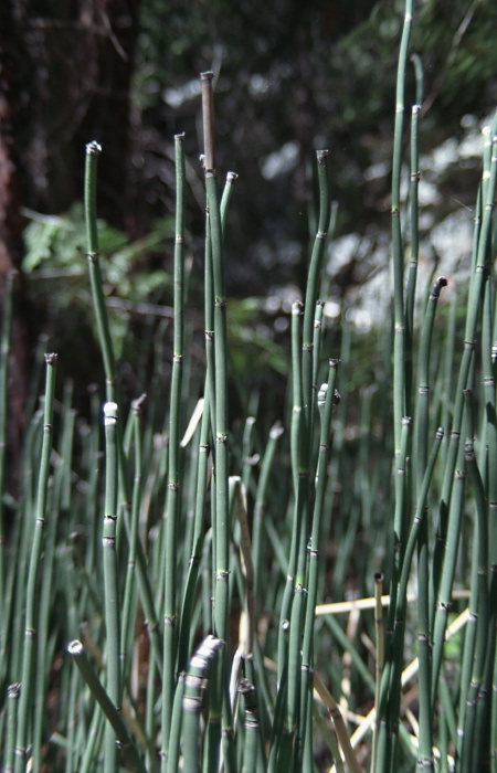  plant horsetail