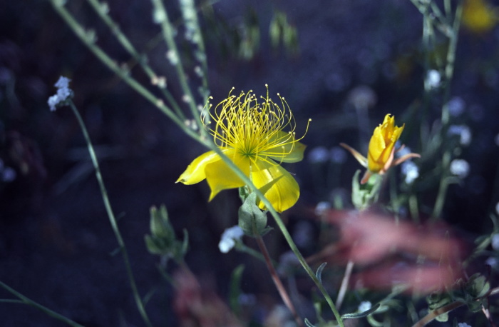  flower plant blazing star