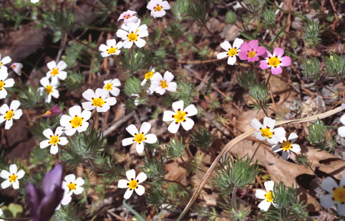  flower plant linanthus