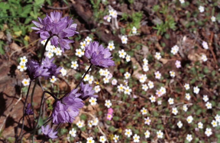  flower plant allium plant linanthus