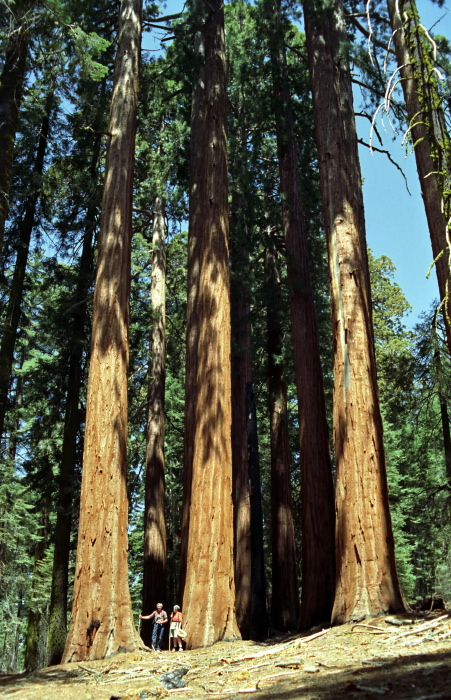 woods bark plant sequoia