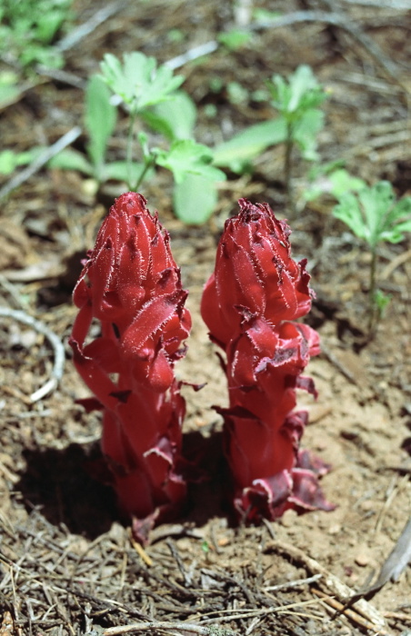 woods flower plant snow plant