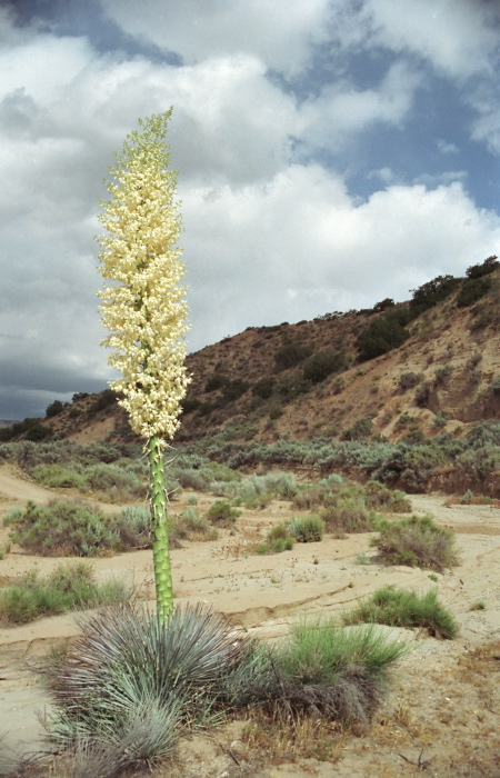 desert flower plant succulent agave yucca