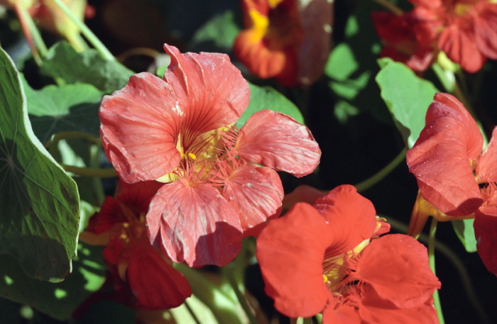  flower plant nasturtium