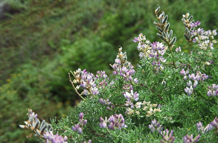  flower seed pod plant lupine