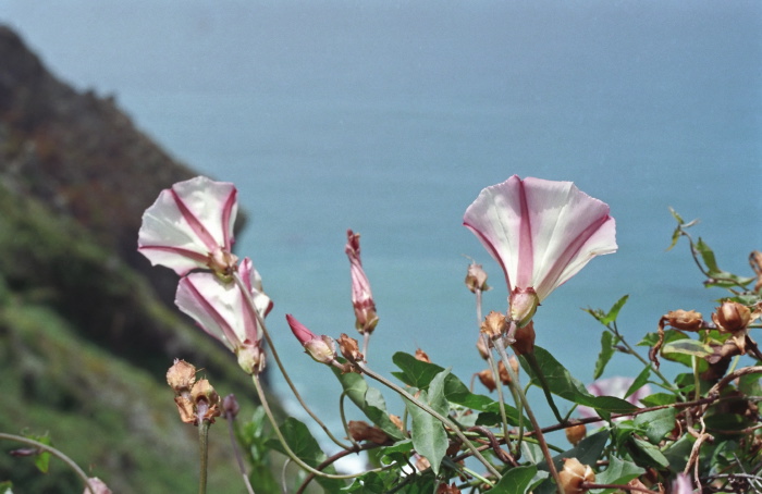 sea flower plant morning glory