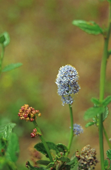  flower plant ceanothus