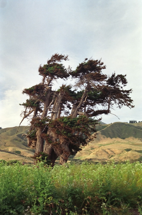 field plant cypress